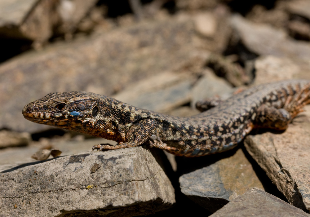 Hier ist eigentlich ein Bild. Bitte aktivieren Sie die Bildanzeige.
