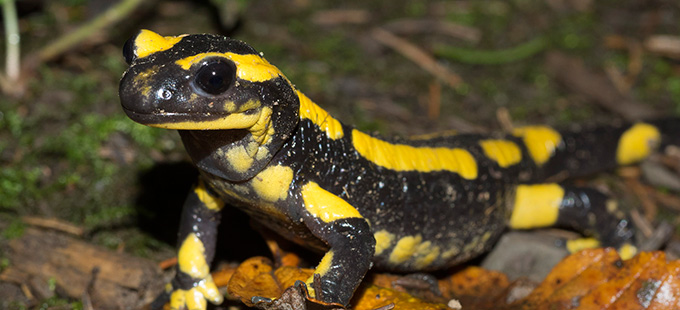 Hier ist eigentlich ein Bild. Bitte aktivieren Sie die Bildanzeige.