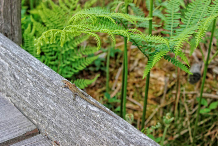 Hier ist eigentlich ein Bild. Bitte aktivieren Sie die Bildanzeige.