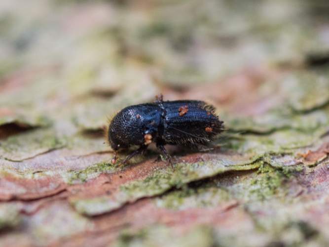 Hier ist eigentlich ein Bild. Bitte aktivieren Sie die Bildanzeige.