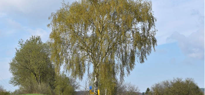 Hier ist eigentlich ein Bild. Bitte aktivieren Sie die Bildanzeige.